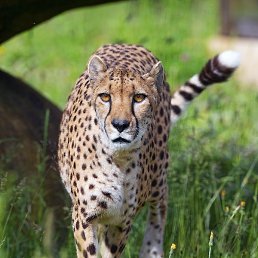 �������, ������ ��������, 58 ���