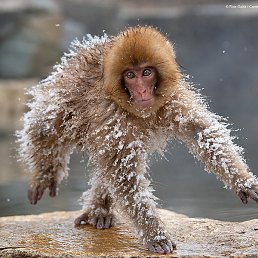 ���������, ������������, 44 ����