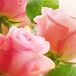 ���� ��������, ����-���������, 43 ���� - ��������� 8 ������� 2023