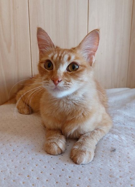 #вДобрыеРуки@40cats.Уфа! ИЩУТ ДОМ! Все эти котики и кошечки были спасены с улицы и сейчас находятся ... - 6