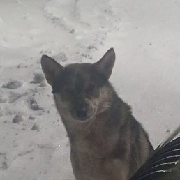 ���������, ������, 39 ���