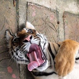 ������, ������������, 35 ���