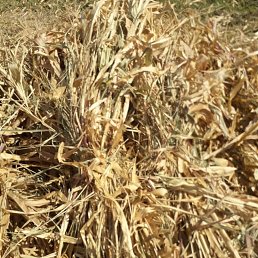 ���� �����, ������, 34 ���� - ��������� 29 �������� 2023