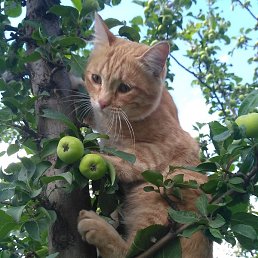 �������, ������, 49 ���