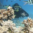  Tiger, , 72  -  28  2023   memory Hurghada