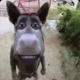 ������, ������, 25 ���