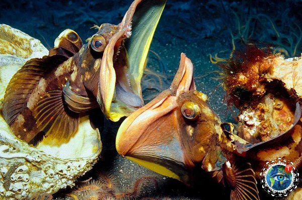 Noclinus blanchardi.Noclinus blanchardi  p. e  o oeae o oepe eepo ... - 3