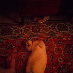 ������, �������, 67 ���