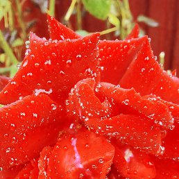 ��������, ������, 63 ����