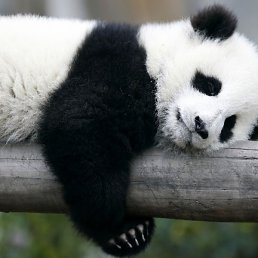 �������, ��������, 21 ���