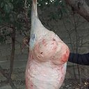 ���� Nematzhon, ������, 44 ���� - ��������� 17 ������� 2023 � ������ ���� ����������