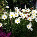 ���� ������, �����-���������, 70 ��� - ��������� 23 ���� 2023 � ������ ���� ����������