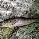 ���� Michail, ������, 42 ���� - ��������� 7 ������� 2023 � ������ ���� ����������