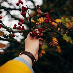 K���, ���������