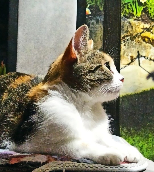 #@40cats.   , ,    .  ...