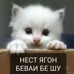 ���, ������, 33 ����