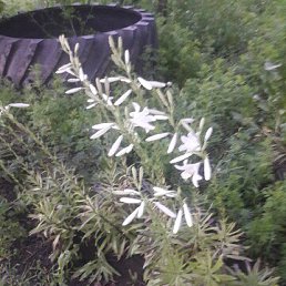 ���� ���������, ����������, 65 ��� - ��������� 17 ������ 2023