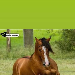 Bek, ������, 35 ���