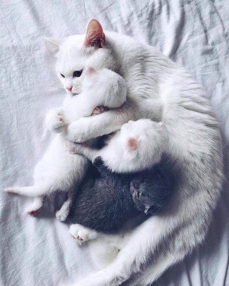 ������ �������)