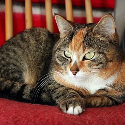 �����, �������, 21 ���