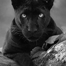 ������, �����, 37 ���