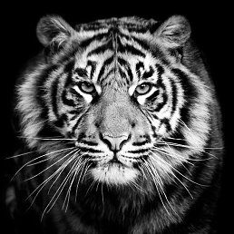 ���������, �����������, 47 ���