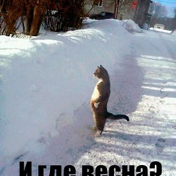 ���������, ������, 40 ���