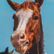 ���������, 28 ���, ������