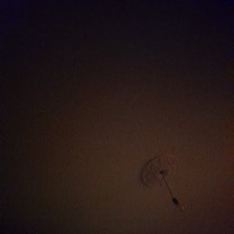 ������, �������, 41 ���