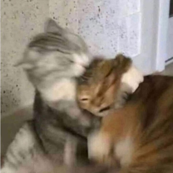    : , , .,      :