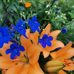 ����, �����-���������, 52 ����