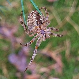 �������, �������, 72 ����