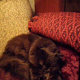 Vlad, ������-���, 55 ���