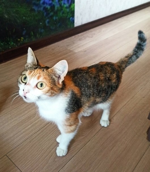 #@40cats.   , ,    .  ... - 2