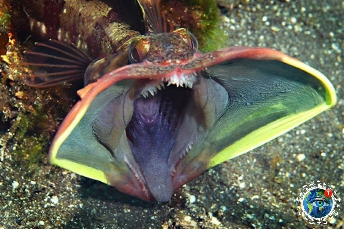 Noclinus blanchardi.Noclinus blanchardi  p. e  o oeae o oepe eepo ...