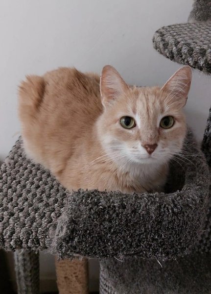 #вДобрыеРуки@40cats.Уфа! ИЩУТ ДОМ! Все эти котики и кошечки были спасены с улицы и сейчас находятся ... - 5