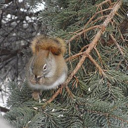 ����, ��������, 65 ���