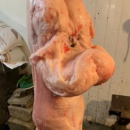 �����, ������, 54 ����