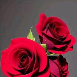 ���� Yasmine, �������, 26 ��� - ��������� 5 ������� 2023