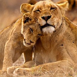 ����, �����, 39 ���