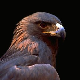 ����, �����, 35 ���