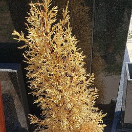 Siki, ������, 31 ���