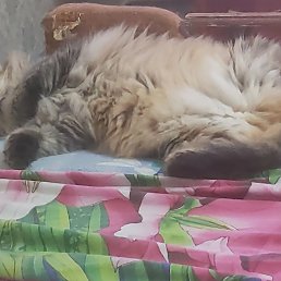 ���� ��������, ������, 63 ���� - ��������� 2 ������ 2023