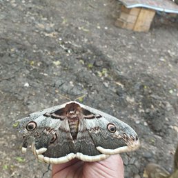 . ��, �����������, 44 ����