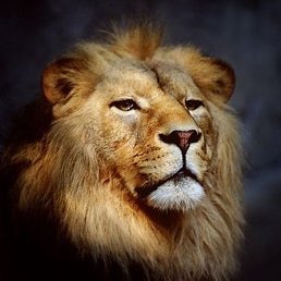 �����, ����������, 42 ����