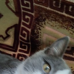 �����, ������, 39 ���