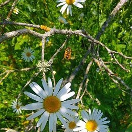 ���������, ���������, 53 ����