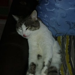 �����, ������, 41 ���