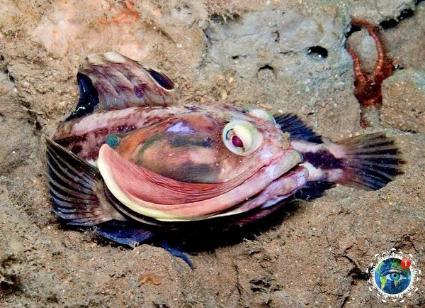 Noclinus blanchardi.Noclinus blanchardi  p. e  o oeae o oepe eepo ... - 2