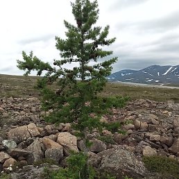 Фото Евгений, Лабытнанги, 41 год Евгений, Лабытнанги, 41 год